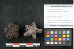 Foto (Objekt + Etikett) von Spondylostrobus smythii F.V. Mueller (NHMW-GEO-2024-0188-10400)